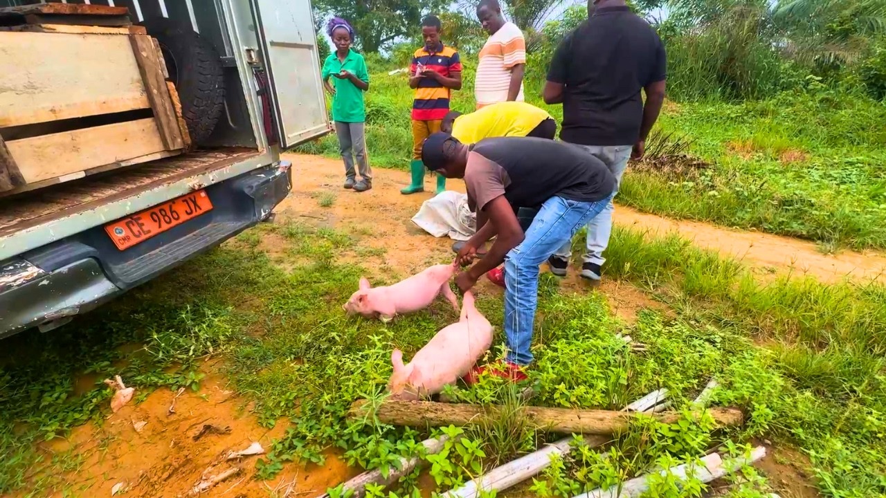 Comment vendre ses porcs facilement en Afrique sans problème ?