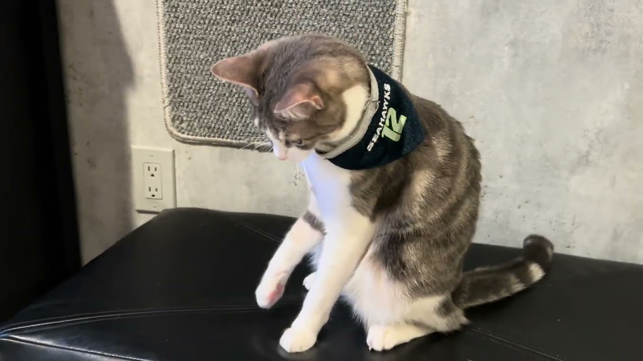 Seahawks Silliness