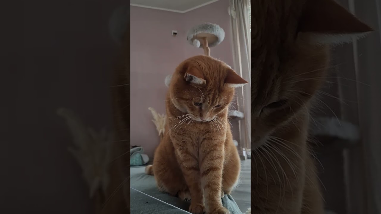 Häkelversuch der 3. (Häkeln mit Katzen) ;D ♡