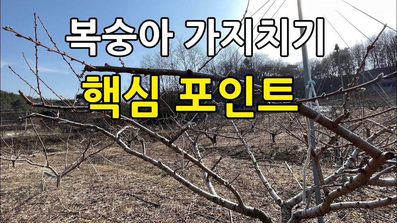 복숭아 가지치기(전정) 핵심포인트