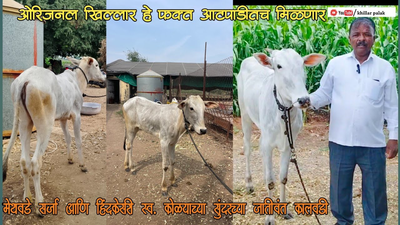 आबासाहेब देशमुख आटपाडी यांची जातीवंत खिल्लार गायींची दावन ...