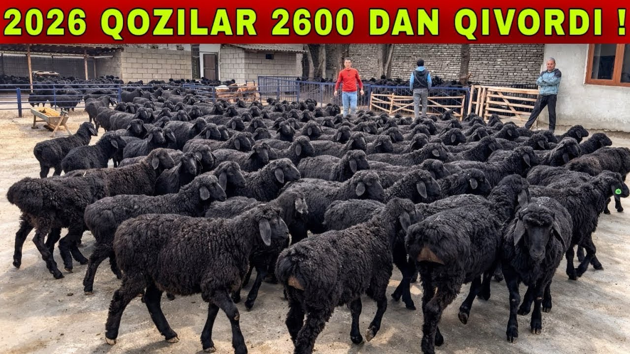 Katta qoy ferma qurbonlika tayor boladigan qochqorlar Va Barra qozilar narxi shook 😱🏃‍➡️🏃‍➡️