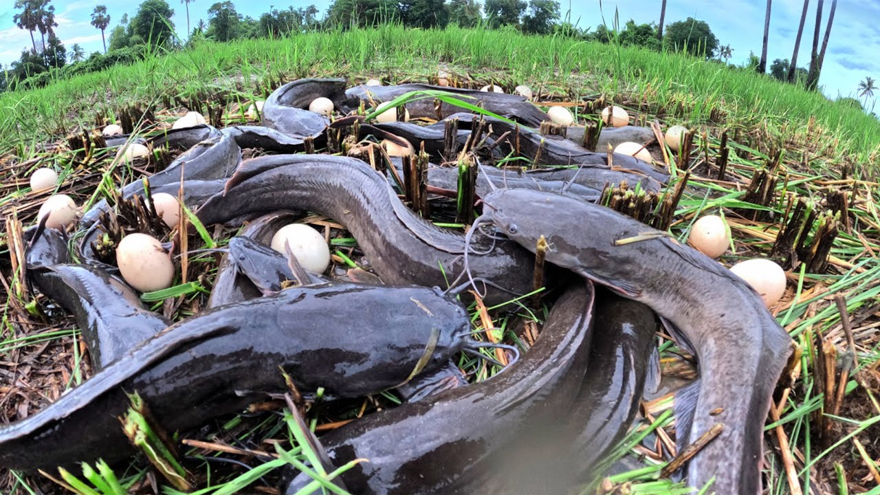 Best Hand Fishing - A skills fisherman catch a lot of fish and pick eggs in mud water at rice field