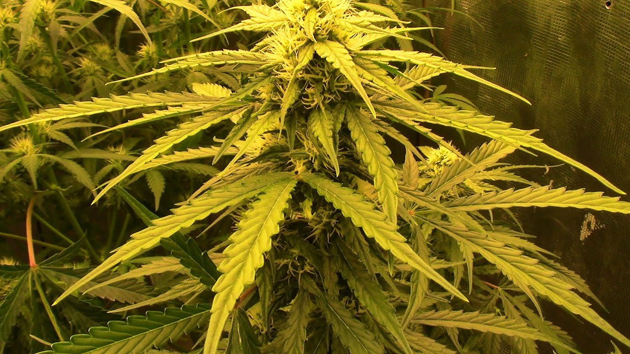 S19:E1 autoflower cannabis grow, with Ethos, Automatically Delicious, Fastbuds, Mephisto strains