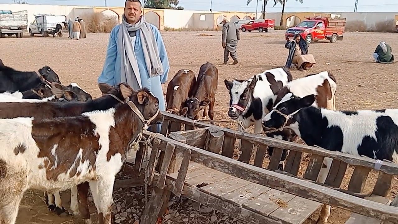 اسعار العجول البقري اللباني في سوق دمنهور يوم 23/2/2025