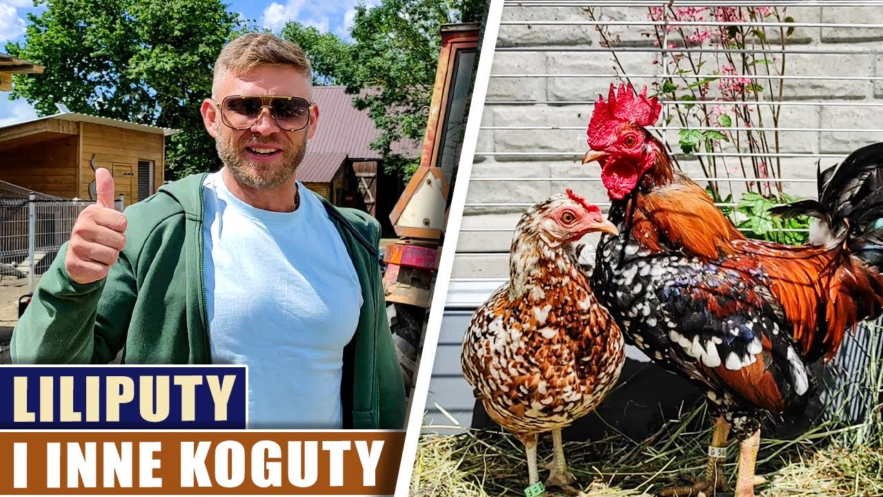 Liliputy i inne koguty