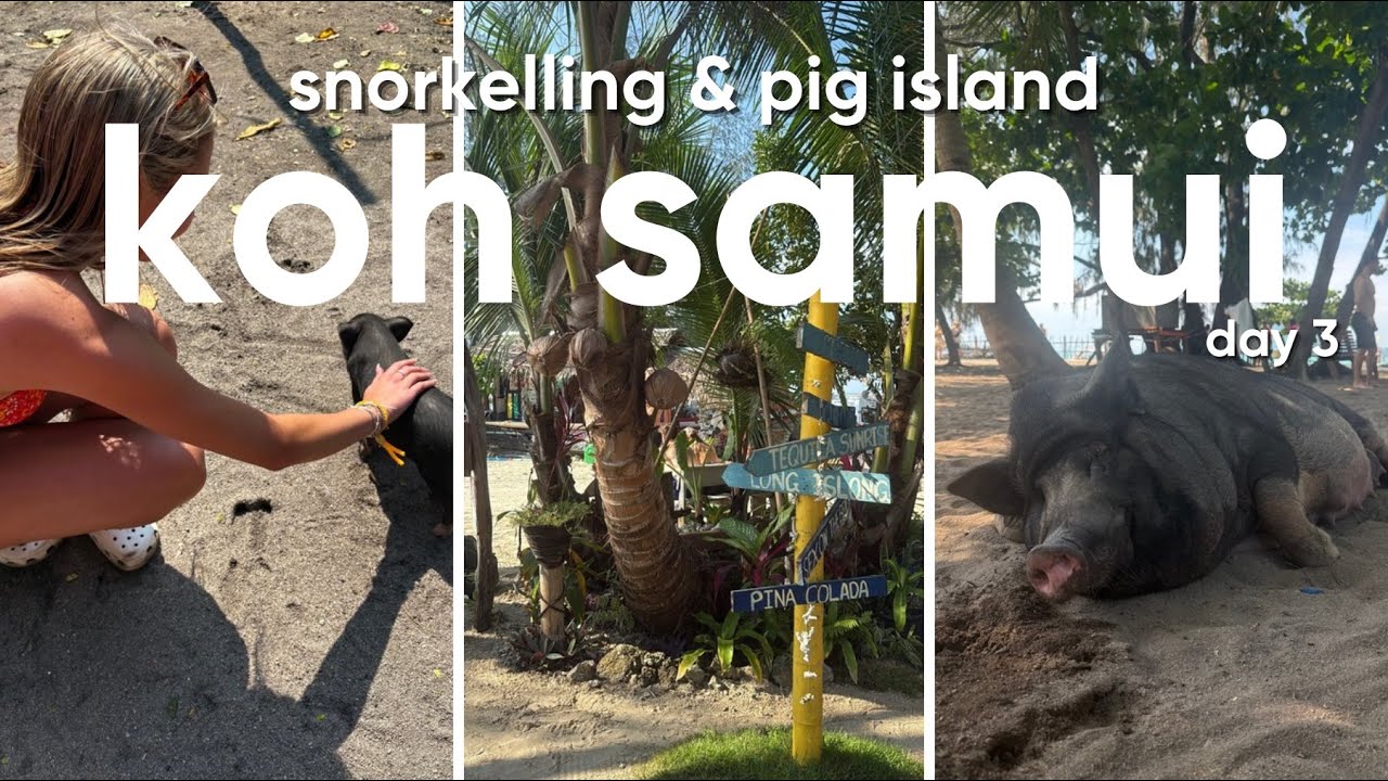 KOH SAMUI DAY 3🐷 snorkelling & pig island 