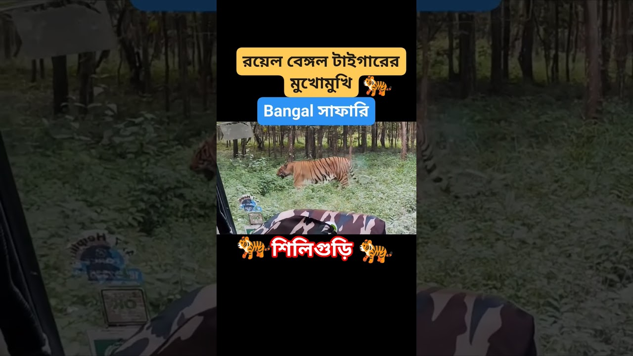 Bengal Safari Siliguri 🐯🐅 