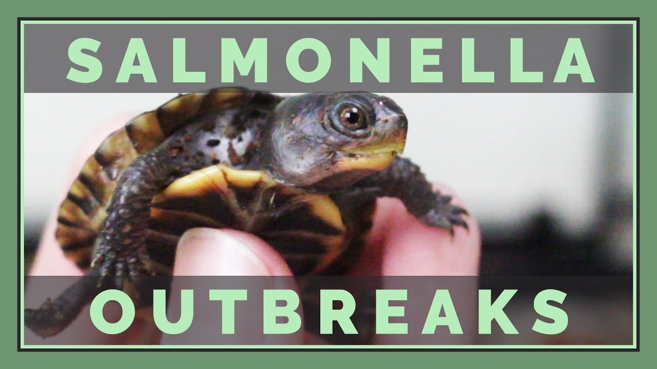 Salmonella Outbreaks! Are Turtles Putting us at Risk?