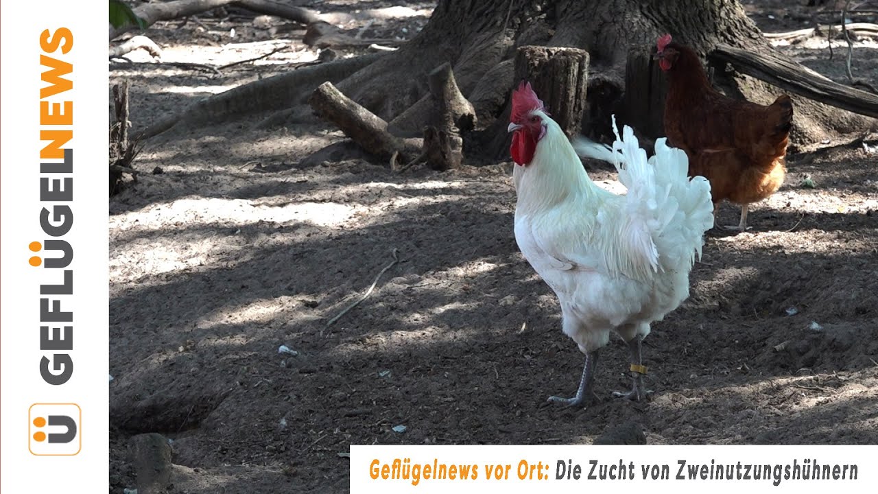 Die Zucht von Zweinutzungshühnern - Ein Besuch am Zuchtstandort der ÖTZ