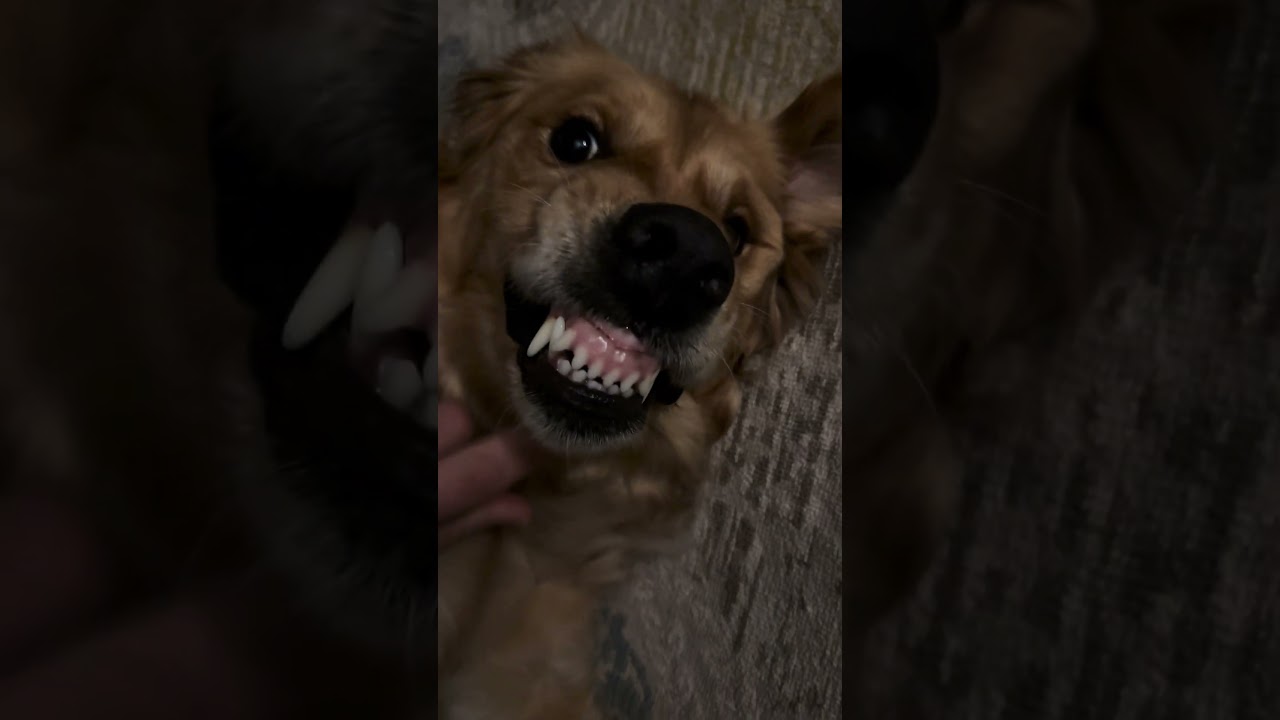 #SinirKrizi 🧿🐶💛