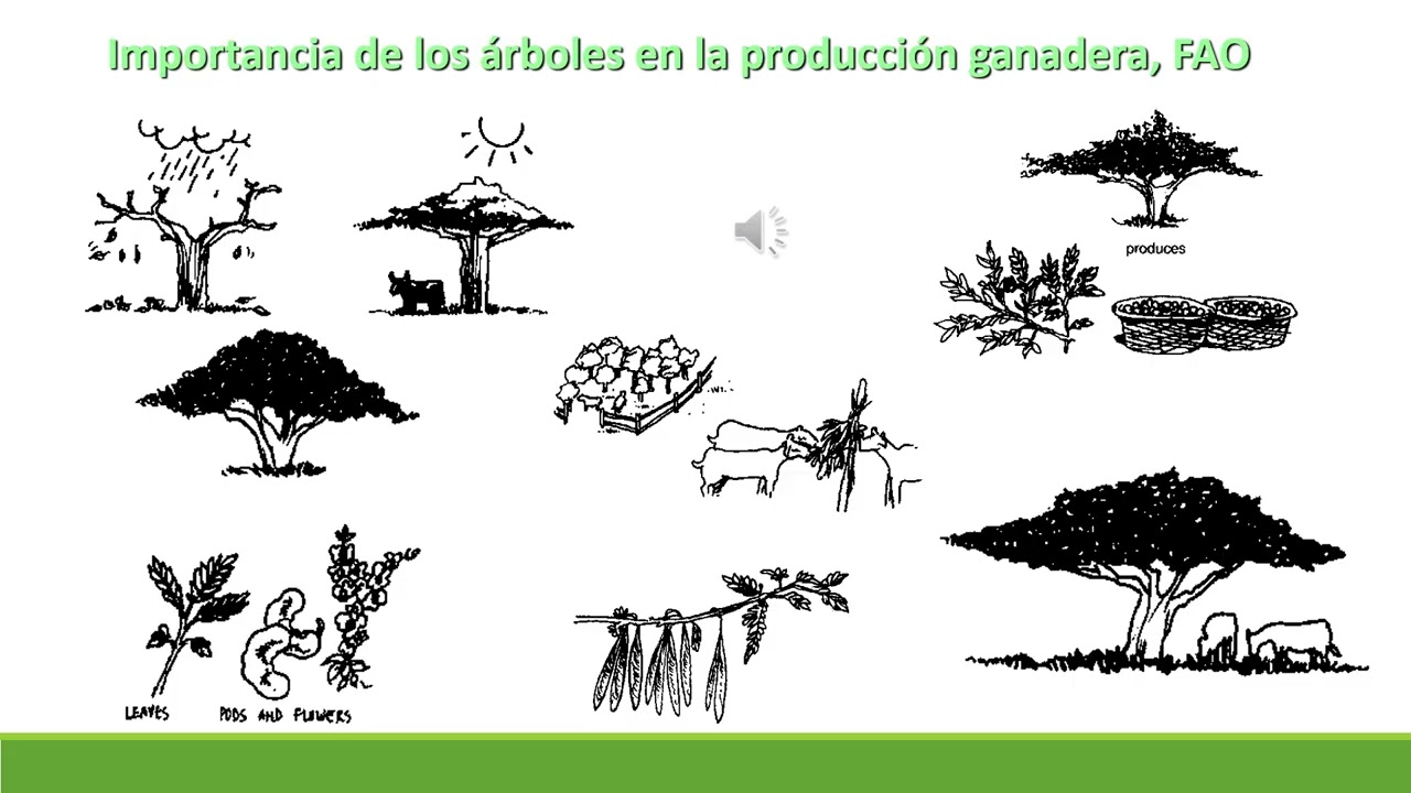 Pastoreo Controlado, ventajas y desventajas. Agroforestería y Silvopastoreo alternativa