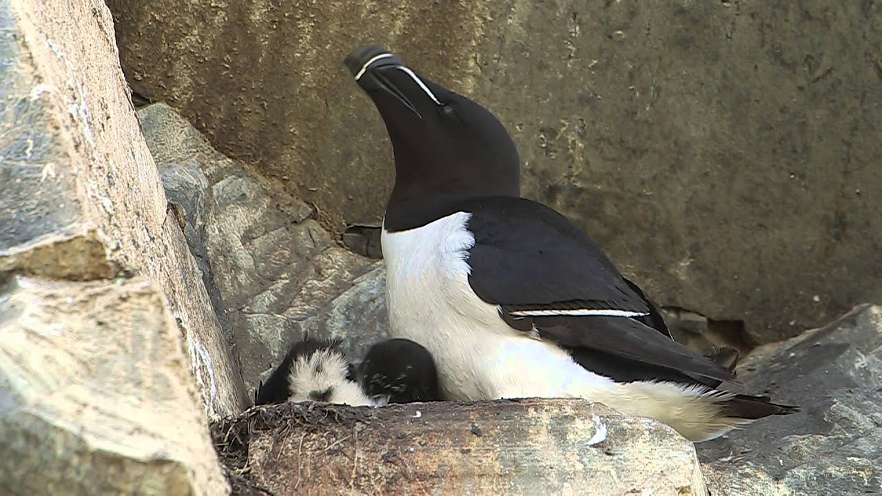 Razorbill