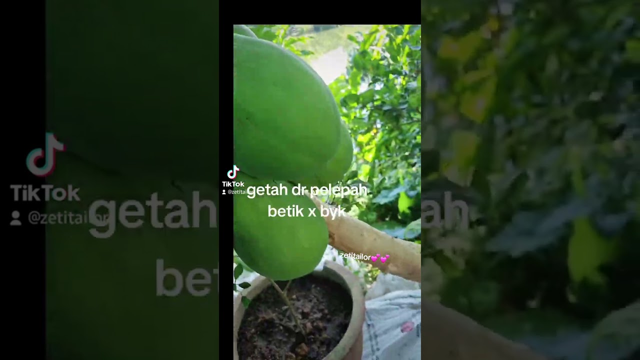 #petua hilangkan ketuat..#getahbetik