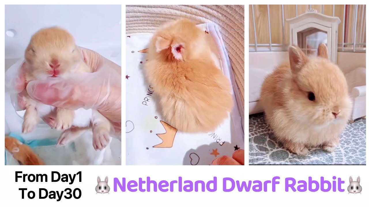 【Netherland Dwarf Rabbit Growth Day1-30】Pregnancy, Giving Birth, Cute Baby Bunny Care, Eating