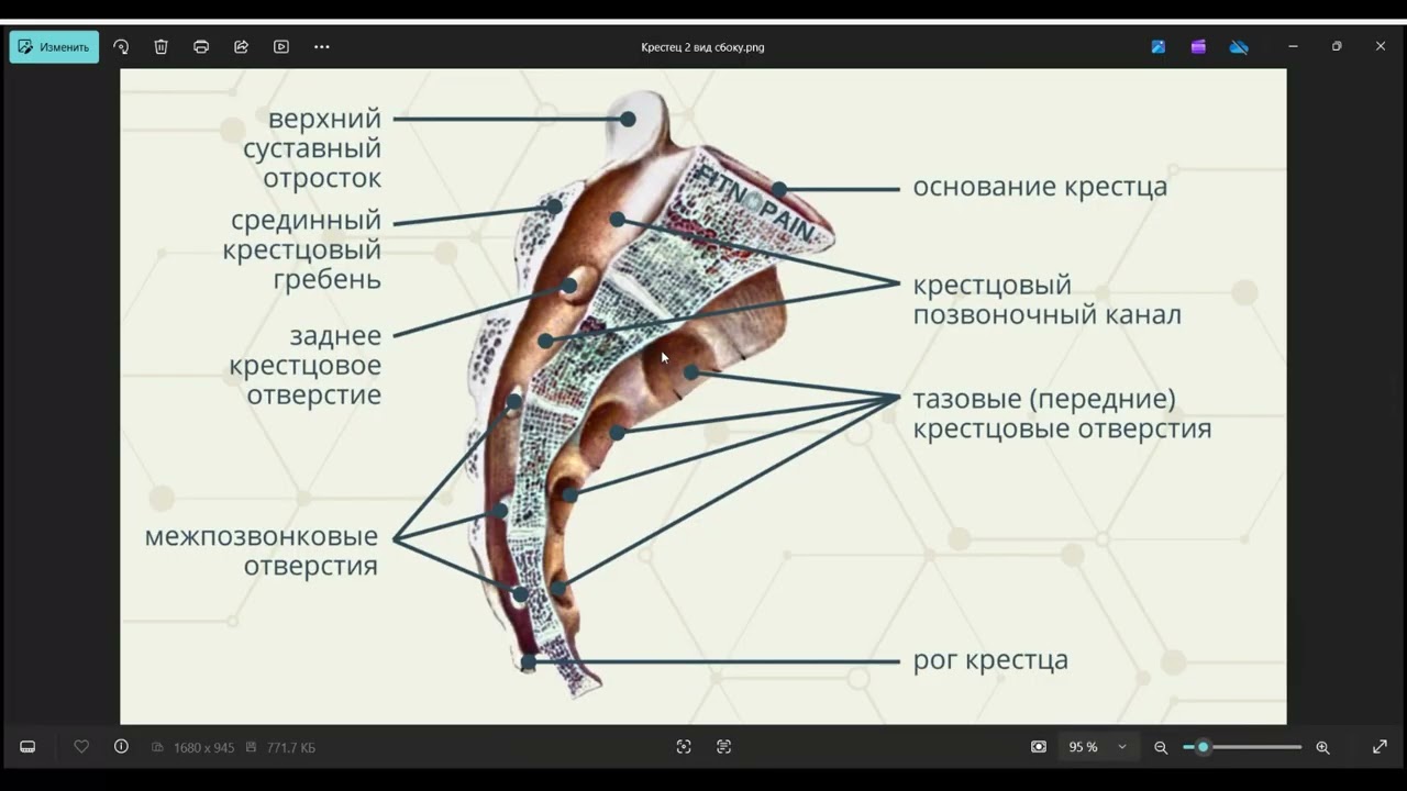 Крестец Os sacrum — «крестец» на латыни. Дословно — «священная кость»