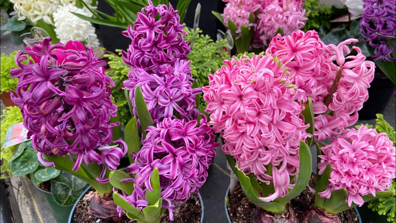 Jacintos: cultivo y cuidados. ║Orquídeas en el mundo