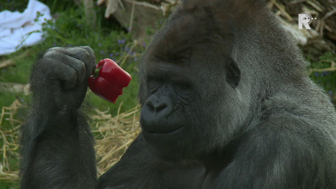 Puberende gorilla in Blijdorp op kamers
