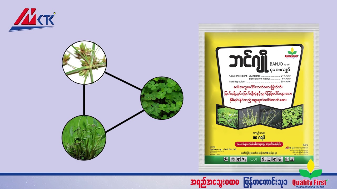 မှန်ကန်သော စပါးစိုက်ပျိုးနည်း