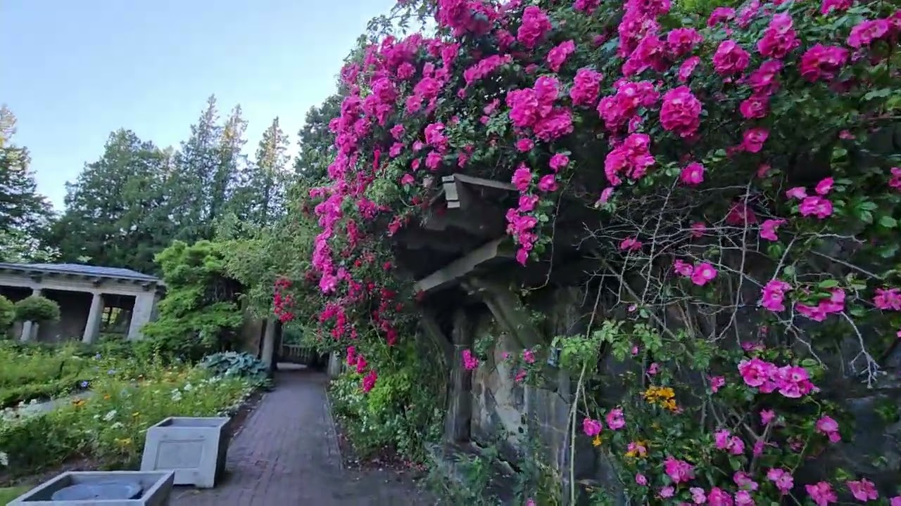🌺 The Beauty of Royal Roads University in Full Bloom 🌺