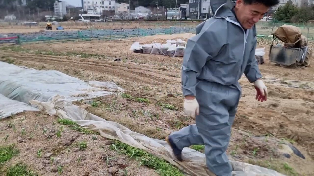 마늘 재배 기술ㆍ겨울 관리방법ㆍ겨우내 덮었던 마늘 위 비닐 벗기기