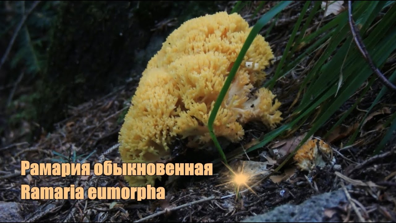 Рамария обыкновенная (Ramaria eumorpha)