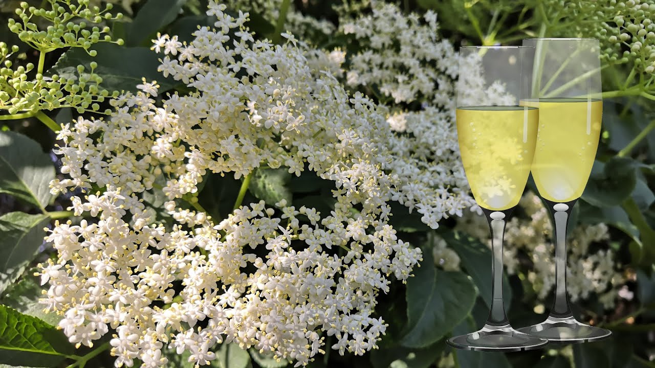 Holunderblütensekt mit Birkenzucker 🥂