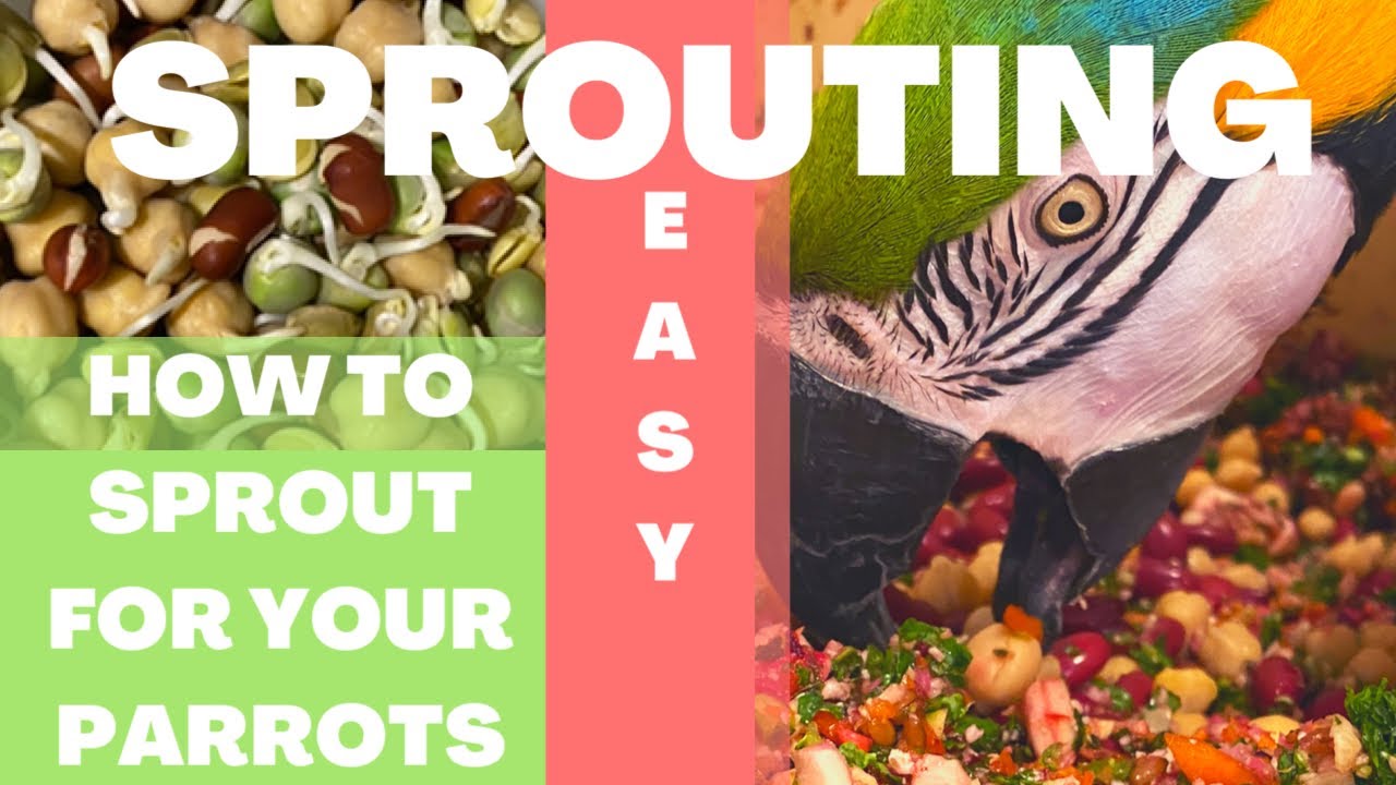 SPROUTING MADE EASY | PARROT FOOD YOU CAN MAKE AT HOME