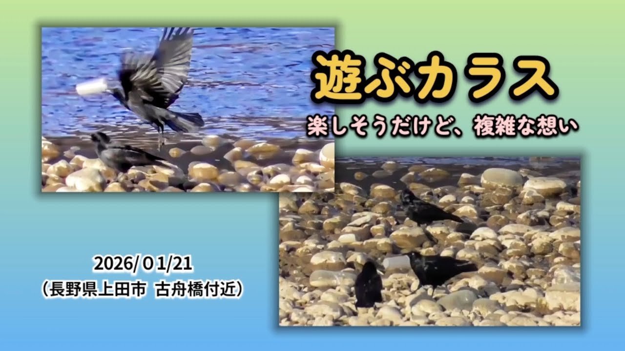 遊ぶ【カラス】考えさせられる光景 （長野県上田市 千曲川）2026/01/21