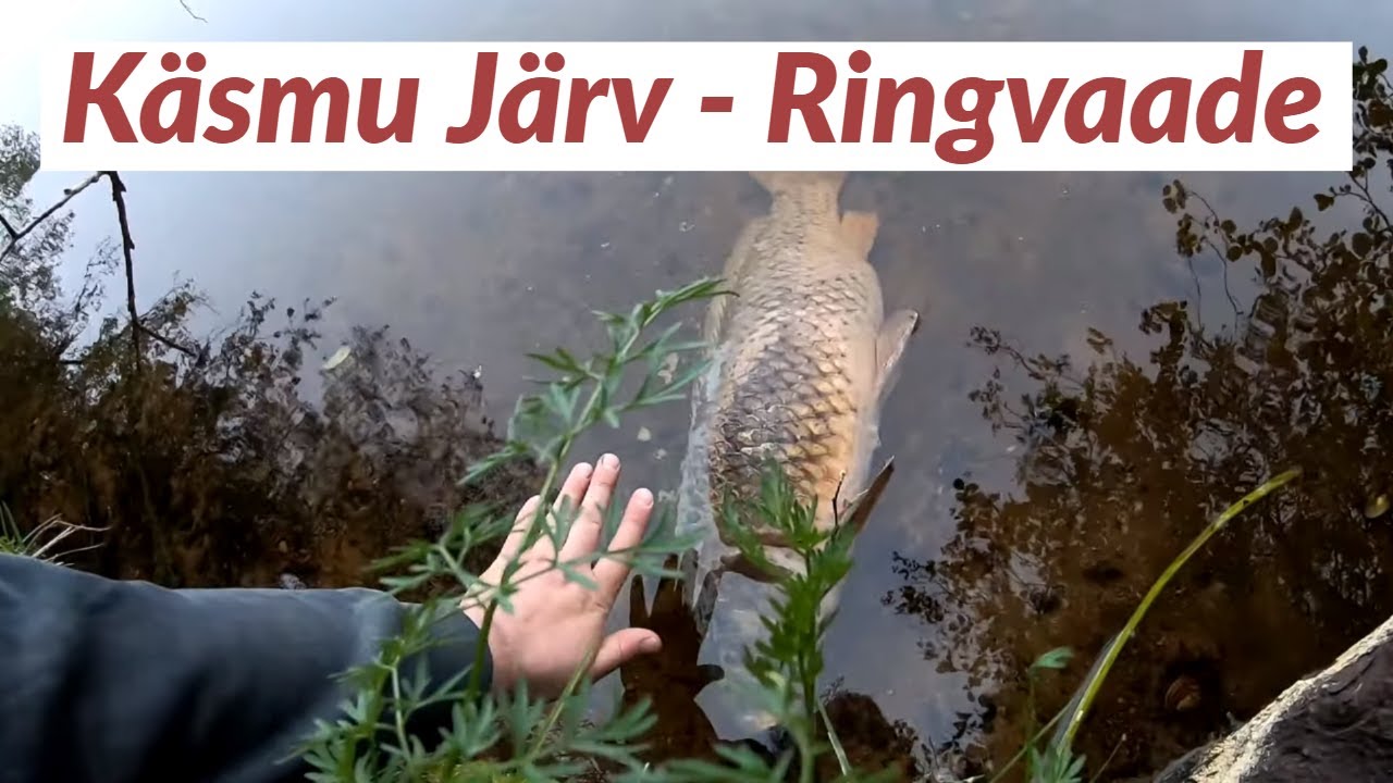 Käsmu Järv - suurim karpkala mida ma oma silmaga näinud olen