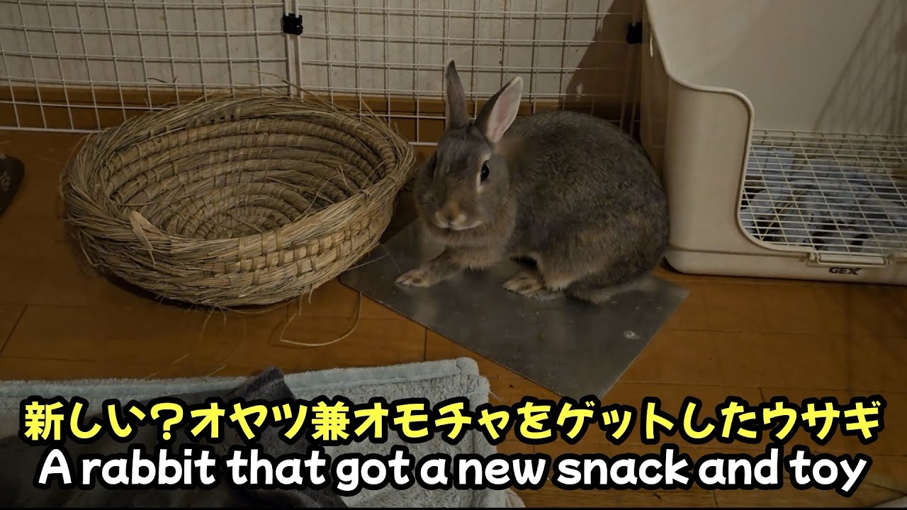 新しい？オヤツ兼オモチャをゲットしたウサギ【1189】365日うさぎ