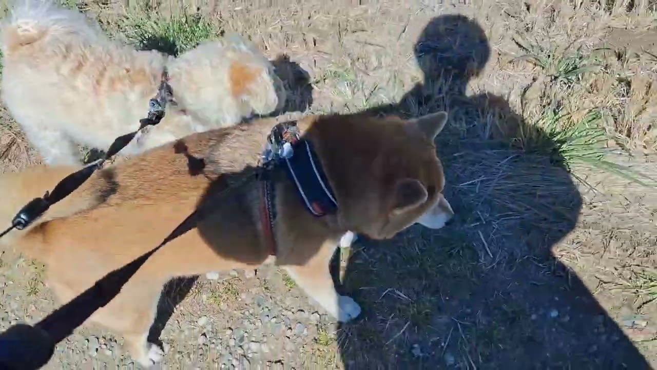 菜の花に包まれて🥰🐕🐶✨#柴犬#柴プー#可愛い犬
