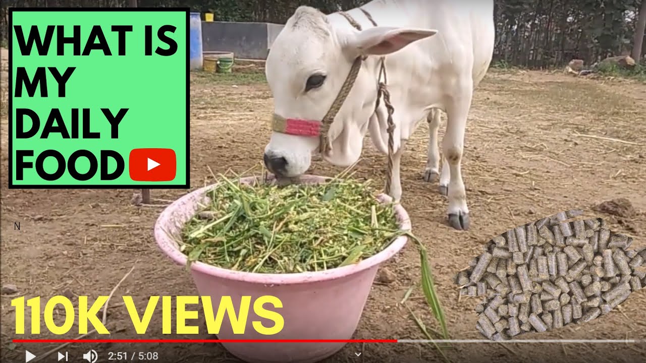 PUNGANUR COW |WHAT IS MY DAILY FOOD???| How to feed A Punganur Cow?|