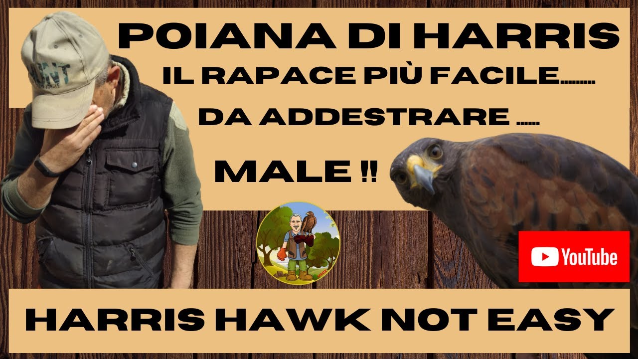 poiana di harris, il più facile da addestrare male, harris hawk, not that easy