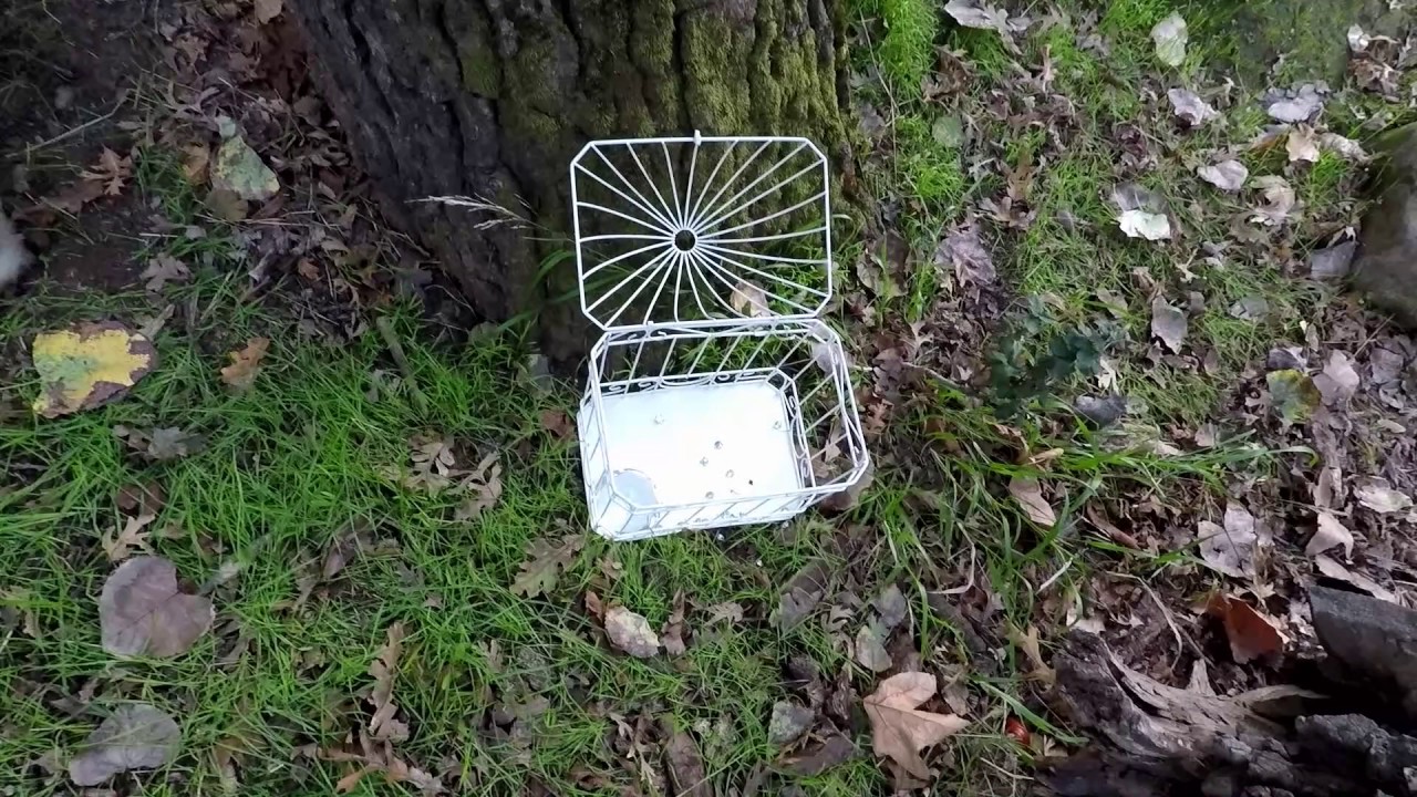 Catching Fairies