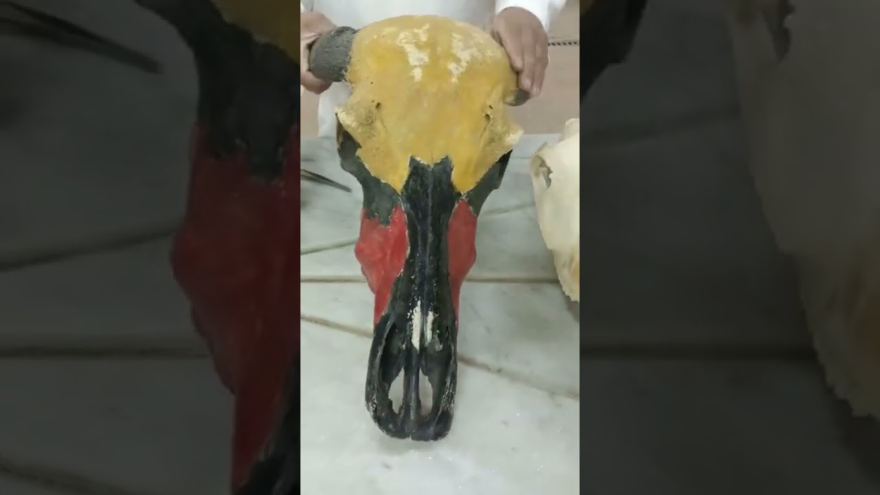 skull comparative دكتور رمضان ساري