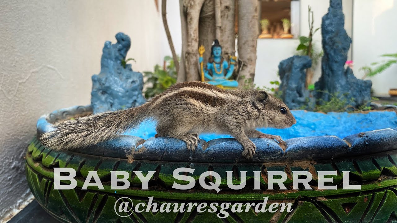 Baby Squirrel | Gilhari | गिलहरी