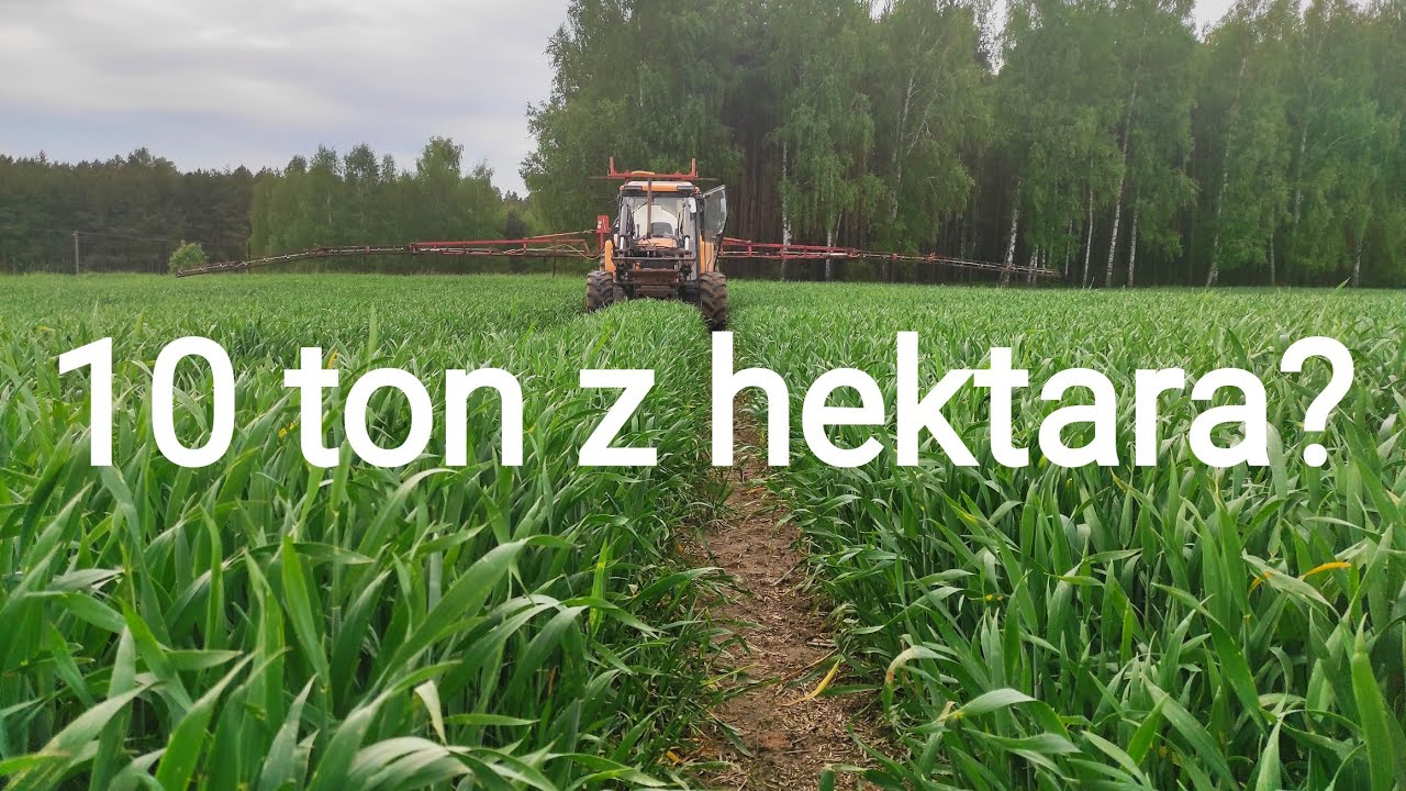 Pszenżyto rakieta na piachudrach! T2/T3 na wysoki plon! #RevySky