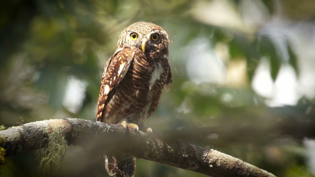 Protected Areas of Bhutan: Phrumsengla National Park (English Narration)
