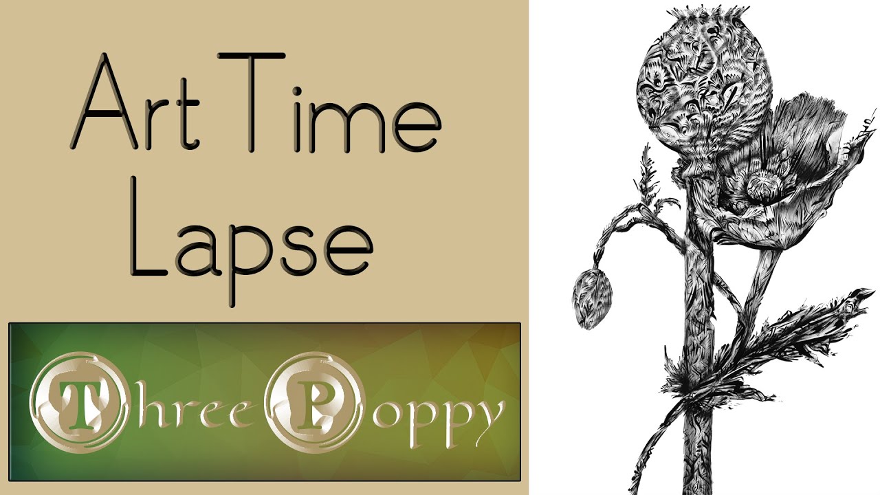 3 Stages of a Poppy (9 hrs. in 1 min.)