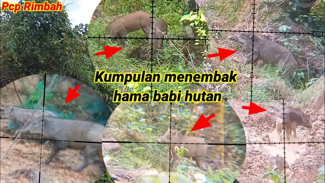 Kumpulan menembak hama babi hutan