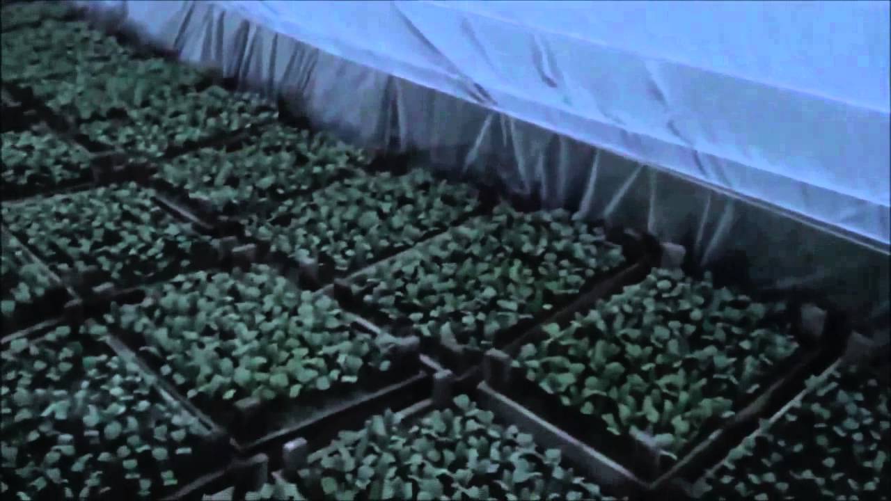 АТ32 Простой способ зарабатывать на Калифорнийских червях и попутно вырастить овощи на продажу