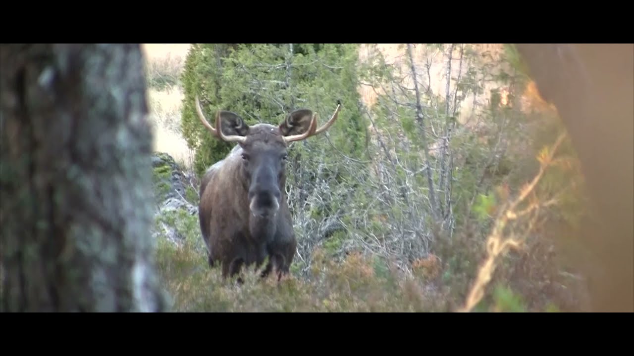 Locka älg, Calling moose