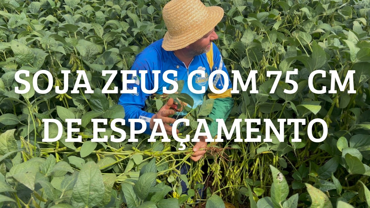 SOJA ZEUS com ESPAÇAMENTO Maior: O Que Acontece com a Produtividade?