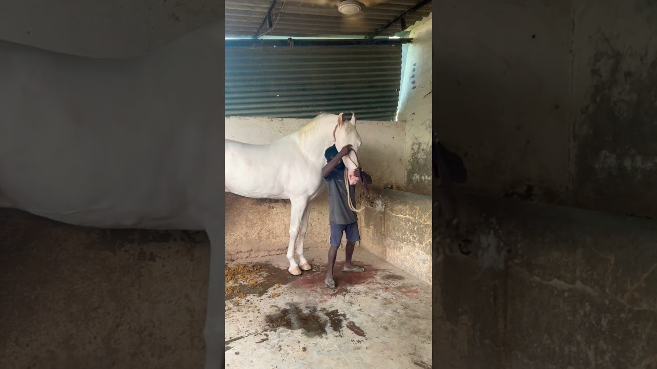 #trending #viralshorts #viral #horse #viralvideo #trend #forsale #sale