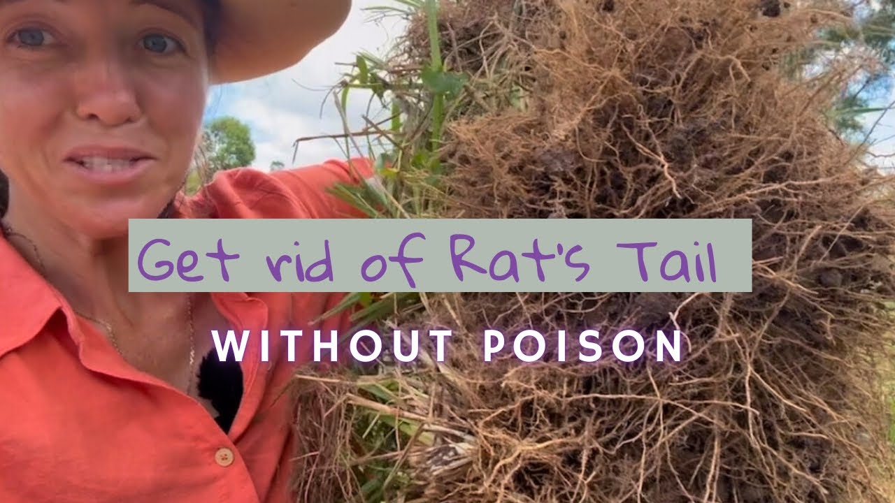 Get rid of Rat’s Tail WITHOUT POISON 