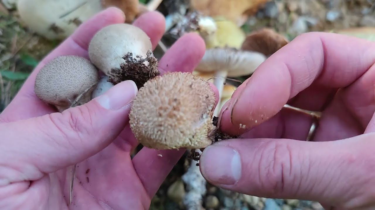 Setas de primeros de octubre en pino y roble.