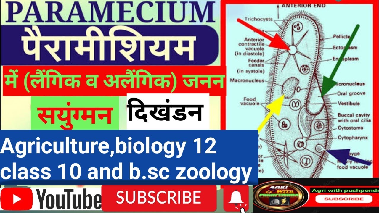 पैरामिशियम मे जनन ,Reprodution in peramisium ,class 10,12 (biology),and agriculture 12,B.sc