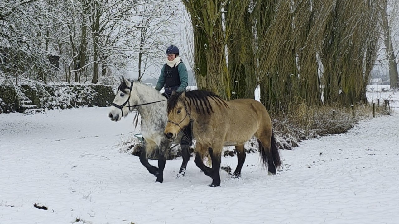Can I Train Two Horses in the Snow? ❄️ Our First Time Outside the Arena