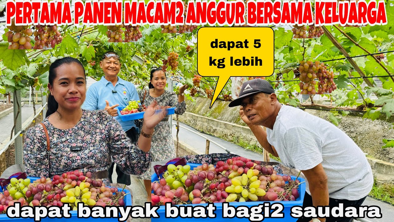 PERTAMA PANEN MACAM2 ANGGUR BERSAMA KELUARGA DAPAT BERKILO2 BISA BUAT BAGI2 SAUDARA